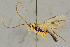  ( - BC-ZSM-HYM-27445-F09)  @11 [ ] CreativeCommons - Attribution Non-Commercial Share-Alike (2016) SNSB, Staatliche Naturwissenschaftliche Sammlungen Bayerns ZSM (SNSB, Zoologische Staatssammlung Muenchen)