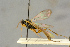  ( - BC-ZSM-HYM-27445-F10)  @11 [ ] CreativeCommons - Attribution Non-Commercial Share-Alike (2016) SNSB, Staatliche Naturwissenschaftliche Sammlungen Bayerns ZSM (SNSB, Zoologische Staatssammlung Muenchen)