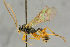  ( - BC-ZSM-HYM-27445-F11)  @11 [ ] CreativeCommons - Attribution Non-Commercial Share-Alike (2016) SNSB, Staatliche Naturwissenschaftliche Sammlungen Bayerns ZSM (SNSB, Zoologische Staatssammlung Muenchen)