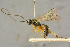  ( - BC-ZSM-HYM-27445-F12)  @11 [ ] CreativeCommons - Attribution Non-Commercial Share-Alike (2016) SNSB, Staatliche Naturwissenschaftliche Sammlungen Bayerns ZSM (SNSB, Zoologische Staatssammlung Muenchen)