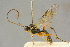  (Mesoleius autumnalis - BC-ZSM-HYM-27445-G01)  @14 [ ] CreativeCommons - Attribution Non-Commercial Share-Alike (2016) SNSB, Staatliche Naturwissenschaftliche Sammlungen Bayerns ZSM (SNSB, Zoologische Staatssammlung Muenchen)