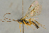  ( - BC-ZSM-HYM-27445-G02)  @11 [ ] CreativeCommons - Attribution Non-Commercial Share-Alike (2016) SNSB, Staatliche Naturwissenschaftliche Sammlungen Bayerns ZSM (SNSB, Zoologische Staatssammlung Muenchen)