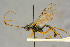  (Campodorus axillaris - BC-ZSM-HYM-27445-G05)  @11 [ ] CreativeCommons - Attribution Non-Commercial Share-Alike (2016) SNSB, Staatliche Naturwissenschaftliche Sammlungen Bayerns ZSM (SNSB, Zoologische Staatssammlung Muenchen)