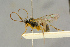  (Mesoleius brevipalpis - BC-ZSM-HYM-27445-G07)  @11 [ ] CreativeCommons - Attribution Non-Commercial Share-Alike (2016) SNSB, Staatliche Naturwissenschaftliche Sammlungen Bayerns ZSM (SNSB, Zoologische Staatssammlung Muenchen)