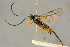  (Mesoleius caninae - BC-ZSM-HYM-27445-G09)  @14 [ ] CreativeCommons - Attribution Non-Commercial Share-Alike (2016) SNSB, Staatliche Naturwissenschaftliche Sammlungen Bayerns ZSM (SNSB, Zoologische Staatssammlung Muenchen)