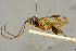  ( - BC-ZSM-HYM-27445-G10)  @11 [ ] CreativeCommons - Attribution Non-Commercial Share-Alike (2016) SNSB, Staatliche Naturwissenschaftliche Sammlungen Bayerns ZSM (SNSB, Zoologische Staatssammlung Muenchen)