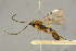  ( - BC-ZSM-HYM-27445-G11)  @11 [ ] CreativeCommons - Attribution Non-Commercial Share-Alike (2016) SNSB, Staatliche Naturwissenschaftliche Sammlungen Bayerns ZSM (SNSB, Zoologische Staatssammlung Muenchen)