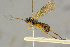  ( - BC-ZSM-HYM-27445-H02)  @11 [ ] CreativeCommons - Attribution Non-Commercial Share-Alike (2016) SNSB, Staatliche Naturwissenschaftliche Sammlungen Bayerns ZSM (SNSB, Zoologische Staatssammlung Muenchen)