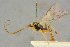  (Mesoleius fuscipes - BC-ZSM-HYM-27445-H06)  @11 [ ] CreativeCommons - Attribution Non-Commercial Share-Alike (2016) SNSB, Staatliche Naturwissenschaftliche Sammlungen Bayerns ZSM (SNSB, Zoologische Staatssammlung Muenchen)