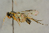  (Mesoleius fuscotrochanteratus - BC-ZSM-HYM-27445-H07)  @11 [ ] CreativeCommons - Attribution Non-Commercial Share-Alike (2016) SNSB, Staatliche Naturwissenschaftliche Sammlungen Bayerns ZSM (SNSB, Zoologische Staatssammlung Muenchen)