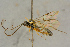  ( - BC-ZSM-HYM-27445-H08)  @11 [ ] CreativeCommons - Attribution Non-Commercial Share-Alike (2016) SNSB, Staatliche Naturwissenschaftliche Sammlungen Bayerns ZSM (SNSB, Zoologische Staatssammlung Muenchen)