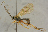  ( - BC-ZSM-HYM-27445-H09)  @11 [ ] CreativeCommons - Attribution Non-Commercial Share-Alike (2016) SNSB, Staatliche Naturwissenschaftliche Sammlungen Bayerns ZSM (SNSB, Zoologische Staatssammlung Muenchen)