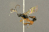  ( - BC-ZSM-HYM-27451-A04)  @12 [ ] CreativeCommons - Attribution Non-Commercial Share-Alike (2016) SNSB, Staatliche Naturwissenschaftliche Sammlungen Bayerns ZSM (SNSB, Zoologische Staatssammlung Muenchen)
