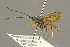  ( - BC-ZSM-HYM-27451-A10)  @13 [ ] CreativeCommons - Attribution Non-Commercial Share-Alike (2016) SNSB, Staatliche Naturwissenschaftliche Sammlungen Bayerns ZSM (SNSB, Zoologische Staatssammlung Muenchen)