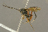  ( - BC-ZSM-HYM-27451-A11)  @13 [ ] CreativeCommons - Attribution Non-Commercial Share-Alike (2016) SNSB, Staatliche Naturwissenschaftliche Sammlungen Bayerns ZSM (SNSB, Zoologische Staatssammlung Muenchen)
