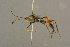  ( - BC-ZSM-HYM-27451-A12)  @12 [ ] CreativeCommons - Attribution Non-Commercial Share-Alike (2016) SNSB, Staatliche Naturwissenschaftliche Sammlungen Bayerns ZSM (SNSB, Zoologische Staatssammlung Muenchen)