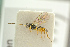  ( - BC-ZSM-HYM-27451-B05)  @12 [ ] CreativeCommons - Attribution Non-Commercial Share-Alike (2016) SNSB, Staatliche Naturwissenschaftliche Sammlungen Bayerns ZSM (SNSB, Zoologische Staatssammlung Muenchen)