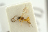  ( - BC-ZSM-HYM-27451-C06)  @11 [ ] CreativeCommons - Attribution Non-Commercial Share-Alike (2016) SNSB, Staatliche Naturwissenschaftliche Sammlungen Bayerns ZSM (SNSB, Zoologische Staatssammlung Muenchen)