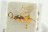  ( - BC-ZSM-HYM-27451-C07)  @11 [ ] CreativeCommons - Attribution Non-Commercial Share-Alike (2016) SNSB, Staatliche Naturwissenschaftliche Sammlungen Bayerns ZSM (SNSB, Zoologische Staatssammlung Muenchen)