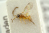  ( - BC-ZSM-HYM-27451-C08)  @11 [ ] CreativeCommons - Attribution Non-Commercial Share-Alike (2016) SNSB, Staatliche Naturwissenschaftliche Sammlungen Bayerns ZSM (SNSB, Zoologische Staatssammlung Muenchen)