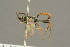  (Pleolophus brachypterus - BC-ZSM-HYM-27451-E07)  @13 [ ] CreativeCommons - Attribution Non-Commercial Share-Alike (2016) SNSB, Staatliche Naturwissenschaftliche Sammlungen Bayerns ZSM (SNSB, Zoologische Staatssammlung Muenchen)