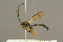  ( - BC-ZSM-HYM-27451-G12)  @12 [ ] CreativeCommons - Attribution Non-Commercial Share-Alike (2016) SNSB, Staatliche Naturwissenschaftliche Sammlungen Bayerns ZSM (SNSB, Zoologische Staatssammlung Muenchen)