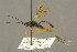  ( - BC-ZSM-HYM-27451-H03)  @12 [ ] CreativeCommons - Attribution Non-Commercial Share-Alike (2016) SNSB, Staatliche Naturwissenschaftliche Sammlungen Bayerns ZSM (SNSB, Zoologische Staatssammlung Muenchen)