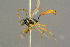  ( - BC-ZSM-HYM-27452-B12)  @13 [ ] CreativeCommons - Attribution Non-Commercial Share-Alike (2016) SNSB, Staatliche Naturwissenschaftliche Sammlungen Bayerns ZSM (SNSB, Zoologische Staatssammlung Muenchen)