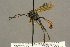  (Idiolispa - BC-ZSM-HYM-27452-C07)  @14 [ ] CreativeCommons - Attribution Non-Commercial Share-Alike (2016) SNSB, Staatliche Naturwissenschaftliche Sammlungen Bayerns ZSM (SNSB, Zoologische Staatssammlung Muenchen)
