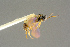  ( - BC-ZSM-HYM-27452-E11)  @11 [ ] CreativeCommons - Attribution Non-Commercial Share-Alike (2016) SNSB, Staatliche Naturwissenschaftliche Sammlungen Bayerns ZSM (SNSB, Zoologische Staatssammlung Muenchen)