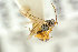  ( - BC-ZSM-HYM-27452-E12)  @11 [ ] CreativeCommons - Attribution Non-Commercial Share-Alike (2016) SNSB, Staatliche Naturwissenschaftliche Sammlungen Bayerns ZSM (SNSB, Zoologische Staatssammlung Muenchen)