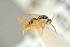  ( - BC-ZSM-HYM-27452-F01)  @11 [ ] CreativeCommons - Attribution Non-Commercial Share-Alike (2016) SNSB, Staatliche Naturwissenschaftliche Sammlungen Bayerns ZSM (SNSB, Zoologische Staatssammlung Muenchen)