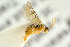  ( - BC-ZSM-HYM-27452-F02)  @11 [ ] CreativeCommons - Attribution Non-Commercial Share-Alike (2016) SNSB, Staatliche Naturwissenschaftliche Sammlungen Bayerns ZSM (SNSB, Zoologische Staatssammlung Muenchen)