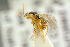  ( - BC-ZSM-HYM-27452-F03)  @11 [ ] CreativeCommons - Attribution Non-Commercial Share-Alike (2016) SNSB, Staatliche Naturwissenschaftliche Sammlungen Bayerns ZSM (SNSB, Zoologische Staatssammlung Muenchen)