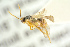  ( - BC-ZSM-HYM-27452-F04)  @12 [ ] CreativeCommons - Attribution Non-Commercial Share-Alike (2016) SNSB, Staatliche Naturwissenschaftliche Sammlungen Bayerns ZSM (SNSB, Zoologische Staatssammlung Muenchen)