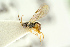  ( - BC-ZSM-HYM-27452-G05)  @11 [ ] CreativeCommons - Attribution Non-Commercial Share-Alike (2016) SNSB, Staatliche Naturwissenschaftliche Sammlungen Bayerns ZSM (SNSB, Zoologische Staatssammlung Muenchen)