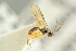  ( - BC-ZSM-HYM-27452-G07)  @11 [ ] CreativeCommons - Attribution Non-Commercial Share-Alike (2016) SNSB, Staatliche Naturwissenschaftliche Sammlungen Bayerns ZSM (SNSB, Zoologische Staatssammlung Muenchen)