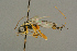  ( - BC-ZSM-HYM-27452-H02)  @13 [ ] CreativeCommons - Attribution Non-Commercial Share-Alike (2016) SNSB, Staatliche Naturwissenschaftliche Sammlungen Bayerns ZSM (SNSB, Zoologische Staatssammlung Muenchen)