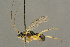  (Mesochorus orbitalis - BC-ZSM-HYM-27452-H07)  @14 [ ] CreativeCommons - Attribution Non-Commercial Share-Alike (2016) SNSB, Staatliche Naturwissenschaftliche Sammlungen Bayerns ZSM (SNSB, Zoologische Staatssammlung Muenchen)