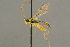  (Alexeter multicolor - BC-ZSM-HYM-27453-A08)  @14 [ ] CreativeCommons - Attribution Non-Commercial Share-Alike (2016) SNSB, Staatliche Naturwissenschaftliche Sammlungen Bayerns ZSM (SNSB, Zoologische Staatssammlung Muenchen)
