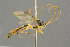  ( - BC-ZSM-HYM-27453-B01)  @11 [ ] CreativeCommons - Attribution Non-Commercial Share-Alike (2016) SNSB, Staatliche Naturwissenschaftliche Sammlungen Bayerns ZSM (SNSB, Zoologische Staatssammlung Muenchen)