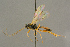  ( - BC-ZSM-HYM-27453-B03)  @11 [ ] CreativeCommons - Attribution Non-Commercial Share-Alike (2016) SNSB, Staatliche Naturwissenschaftliche Sammlungen Bayerns ZSM (SNSB, Zoologische Staatssammlung Muenchen)