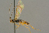  ( - BC-ZSM-HYM-27453-B04)  @11 [ ] CreativeCommons - Attribution Non-Commercial Share-Alike (2016) SNSB, Staatliche Naturwissenschaftliche Sammlungen Bayerns ZSM (SNSB, Zoologische Staatssammlung Muenchen)