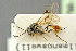  ( - BC-ZSM-HYM-27453-B06)  @11 [ ] CreativeCommons - Attribution Non-Commercial Share-Alike (2016) SNSB, Staatliche Naturwissenschaftliche Sammlungen Bayerns ZSM (SNSB, Zoologische Staatssammlung Muenchen)