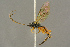  (Campodorus dorsalis - BC-ZSM-HYM-27453-C03)  @14 [ ] CreativeCommons - Attribution Non-Commercial Share-Alike (2016) SNSB, Staatliche Naturwissenschaftliche Sammlungen Bayerns ZSM (SNSB, Zoologische Staatssammlung Muenchen)