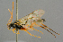  ( - BC-ZSM-HYM-27453-C06)  @11 [ ] CreativeCommons - Attribution Non-Commercial Share-Alike (2016) SNSB, Staatliche Naturwissenschaftliche Sammlungen Bayerns ZSM (SNSB, Zoologische Staatssammlung Muenchen)