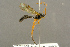  ( - BC-ZSM-HYM-27453-C07)  @13 [ ] CreativeCommons - Attribution Non-Commercial Share-Alike (2016) SNSB, Staatliche Naturwissenschaftliche Sammlungen Bayerns ZSM (SNSB, Zoologische Staatssammlung Muenchen)