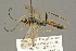  ( - BC-ZSM-HYM-27453-C08)  @14 [ ] CreativeCommons - Attribution Non-Commercial Share-Alike (2016) SNSB, Staatliche Naturwissenschaftliche Sammlungen Bayerns ZSM (SNSB, Zoologische Staatssammlung Muenchen)