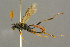  (Sympherta obligator - BC-ZSM-HYM-27453-C09)  @14 [ ] CreativeCommons - Attribution Non-Commercial Share-Alike (2016) SNSB, Staatliche Naturwissenschaftliche Sammlungen Bayerns ZSM (SNSB, Zoologische Staatssammlung Muenchen)