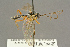  ( - BC-ZSM-HYM-27453-D03)  @11 [ ] CreativeCommons - Attribution Non-Commercial Share-Alike (2016) SNSB, Staatliche Naturwissenschaftliche Sammlungen Bayerns ZSM (SNSB, Zoologische Staatssammlung Muenchen)